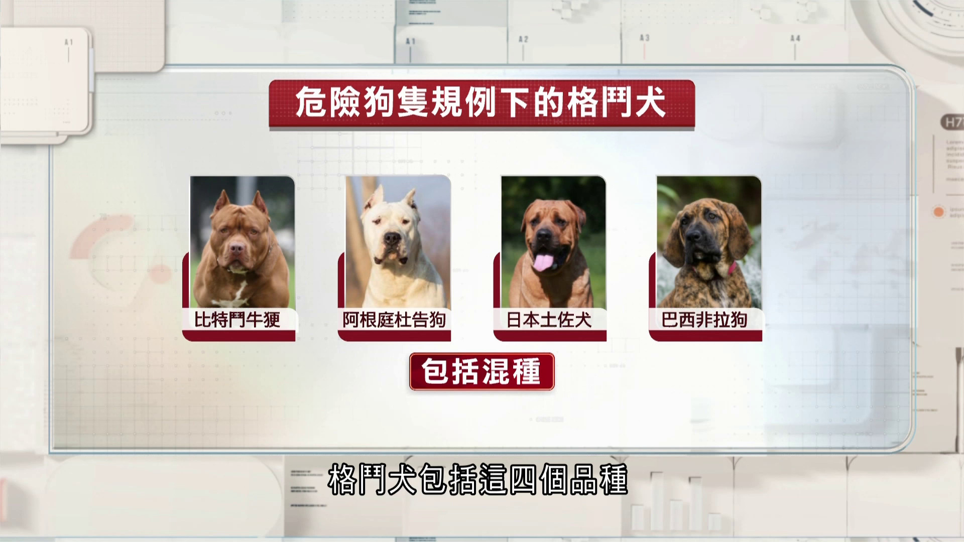 打鼓嶺狗咬人｜涉事唐狗疑混格鬥犬血統　謝展寰要求檢討格鬥狗名單及監管措施　陳凱欣促檢討幼犬辨認方式