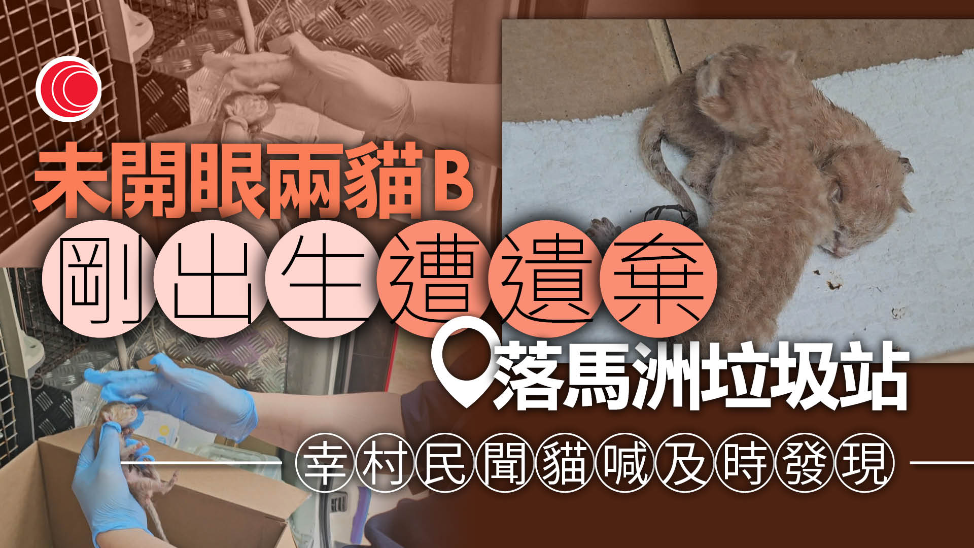 落馬洲垃圾站兩幼貓遭遺棄