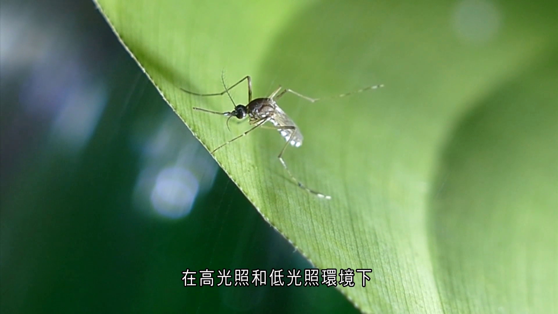 世界轉一圈｜美研究：都市夜間照明延長蚊活躍期　近6成「延遲冬眠」