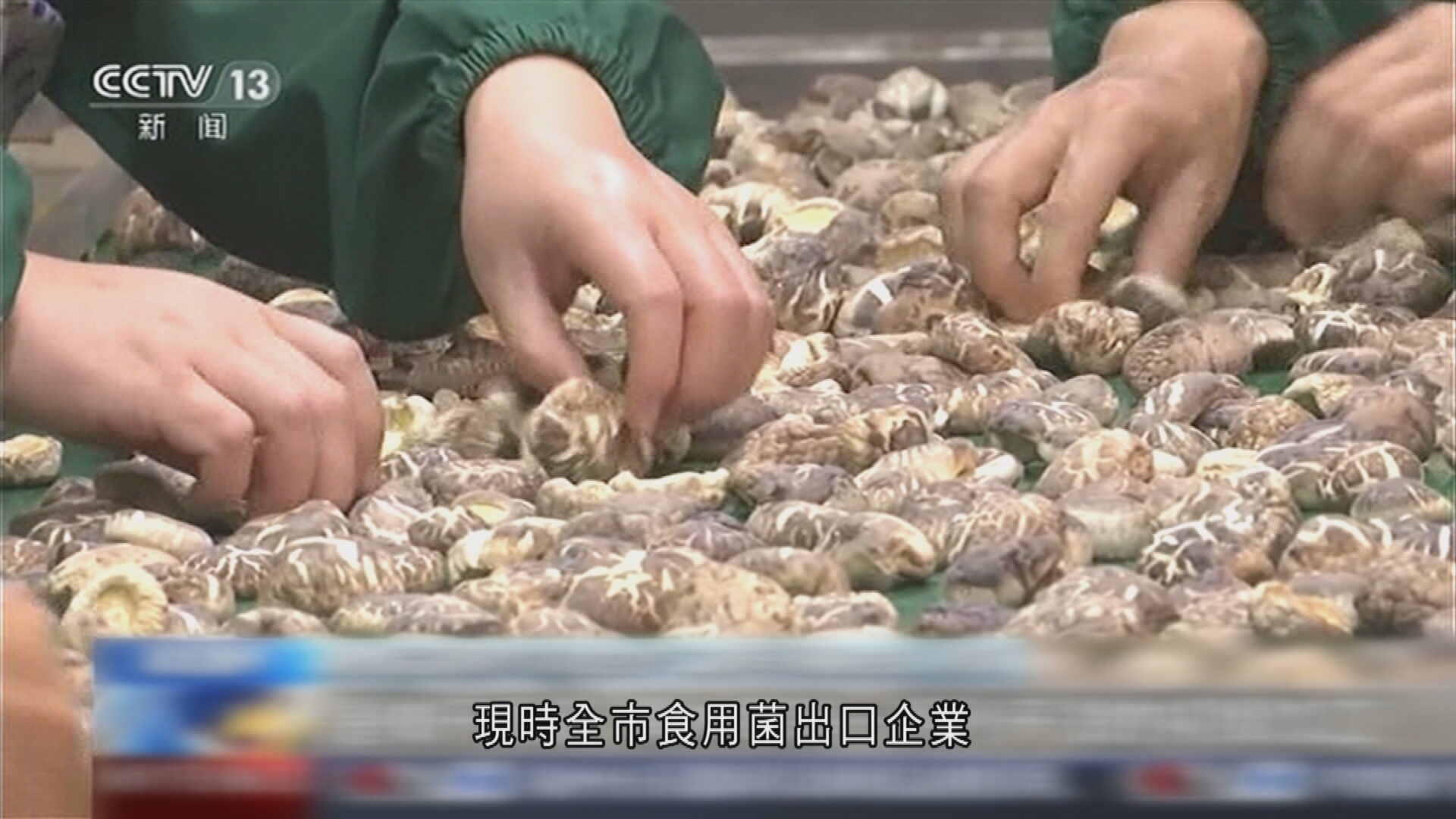湖北隨州香菇年產值逾300億元　科研團隊篩選抗高溫品種