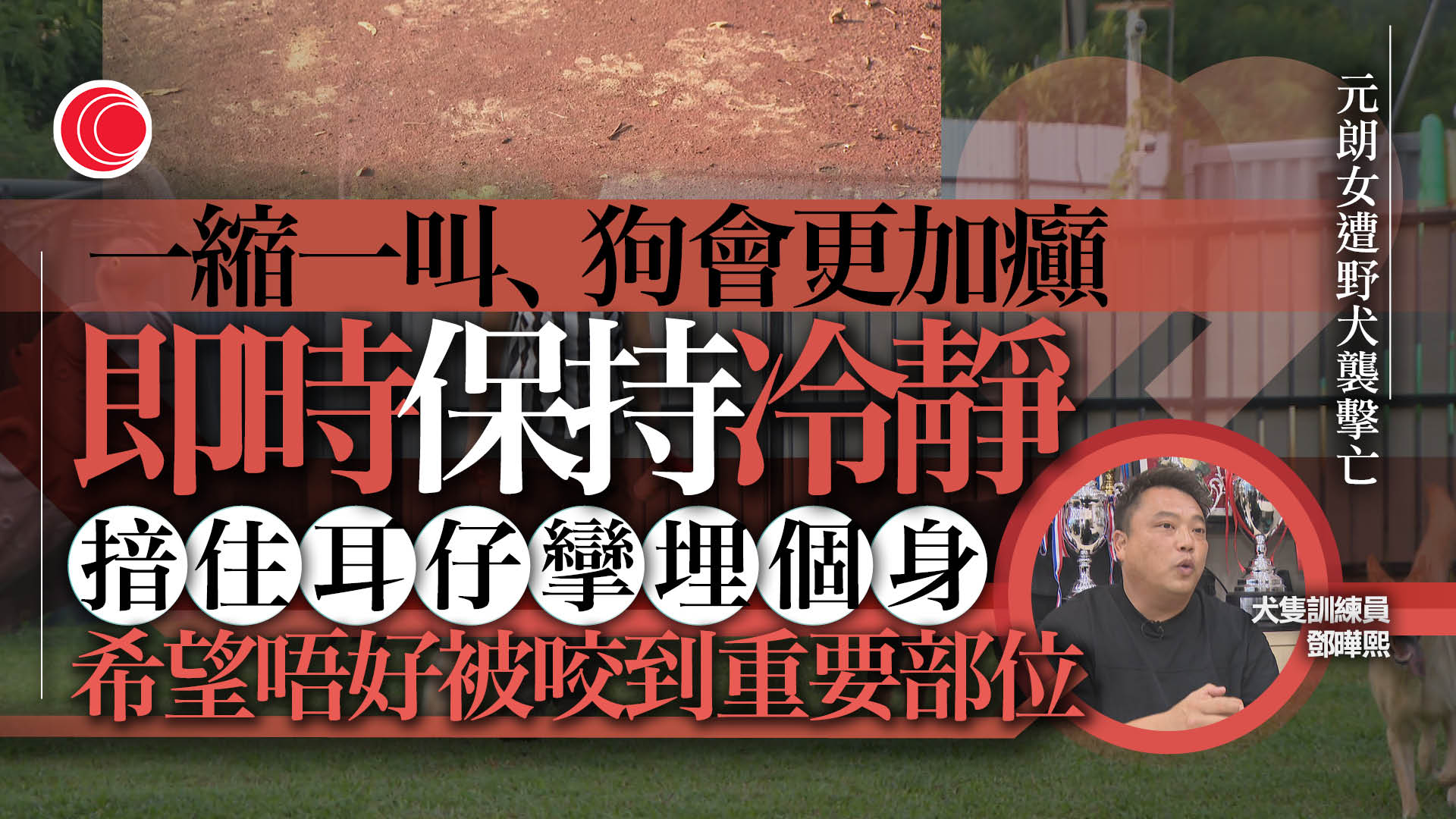 元朗狗襲人命案｜犬隻訓練員：尖叫令狗更敏感　宜冷靜反擊　若倒地應捲縮身體