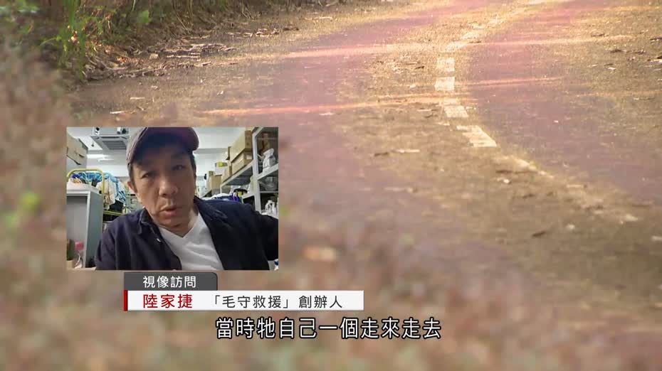 元朗狗咬人｜被捉「大B」由毛守Kent登記　暫控兩罪　稱主人為拾荒婆婆