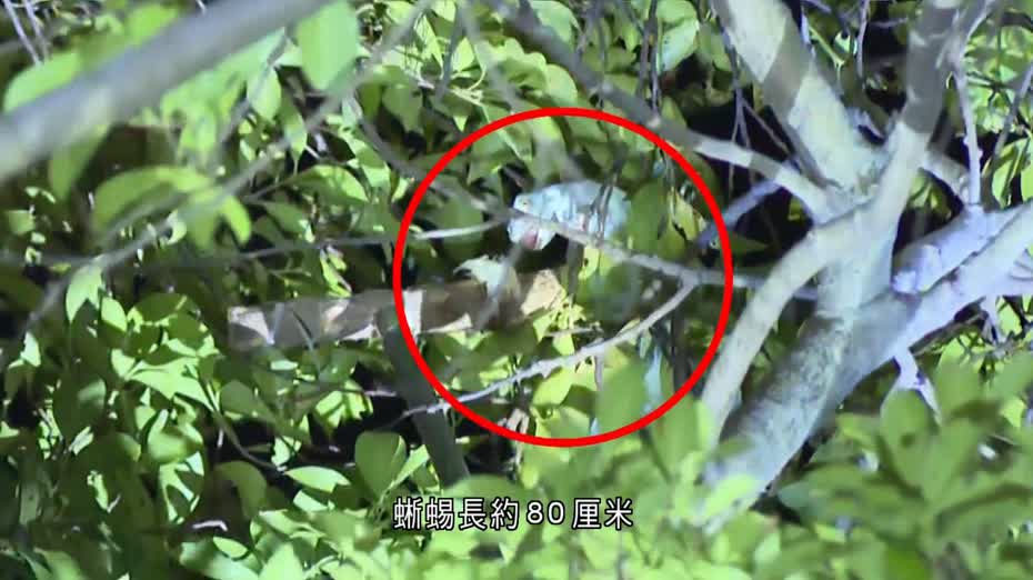 薄扶林寵物蜥蜴爬樹失蹤影　消防員誘捕不果