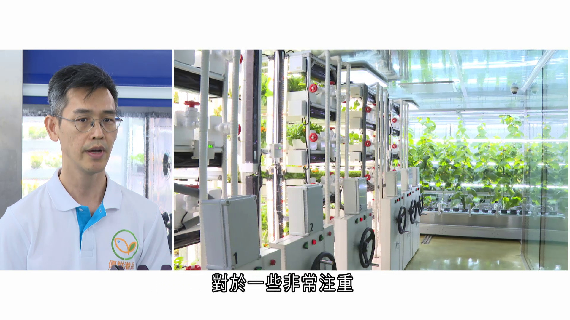 漁護署全環控水耕研發中心成功裁種菜苗、青瓜新品種　即摘即食、全年收成更穩定