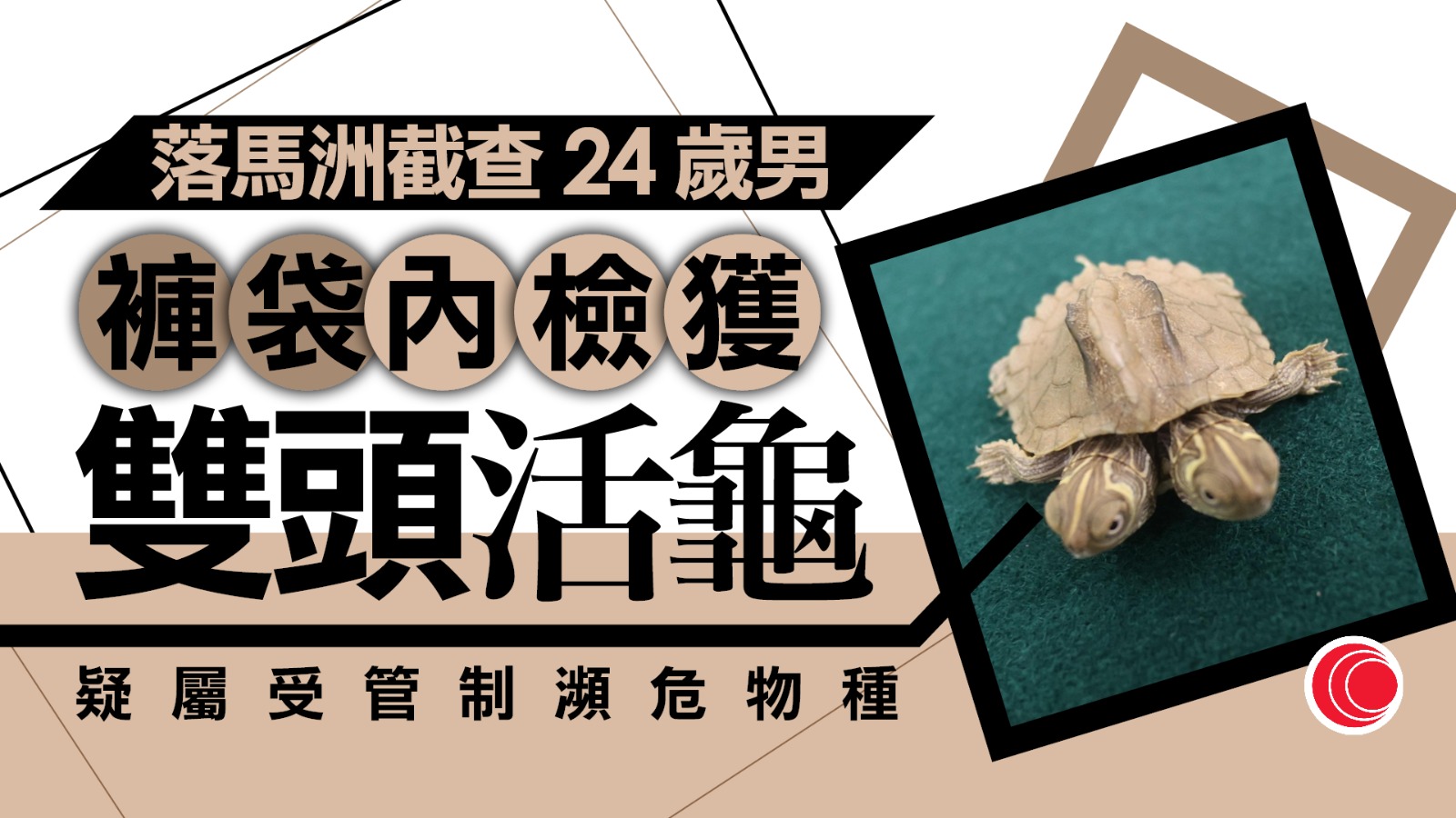 落馬洲24歲男藏「雙頭龜」入境　疑屬管制瀕危物種、估值一萬元