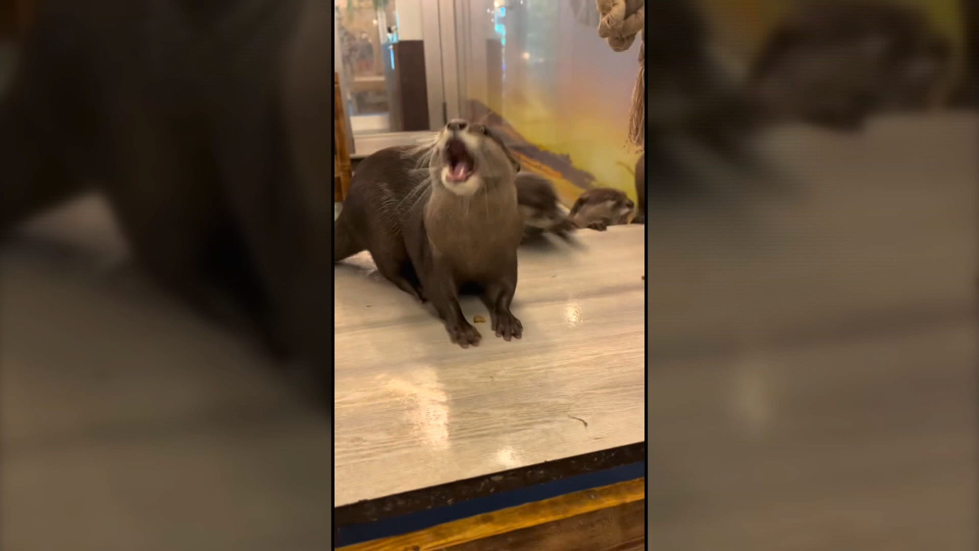 日本加強監管全國動物咖啡店　WWF抽查近三成動物瀕危　4店驗出大腸桿菌