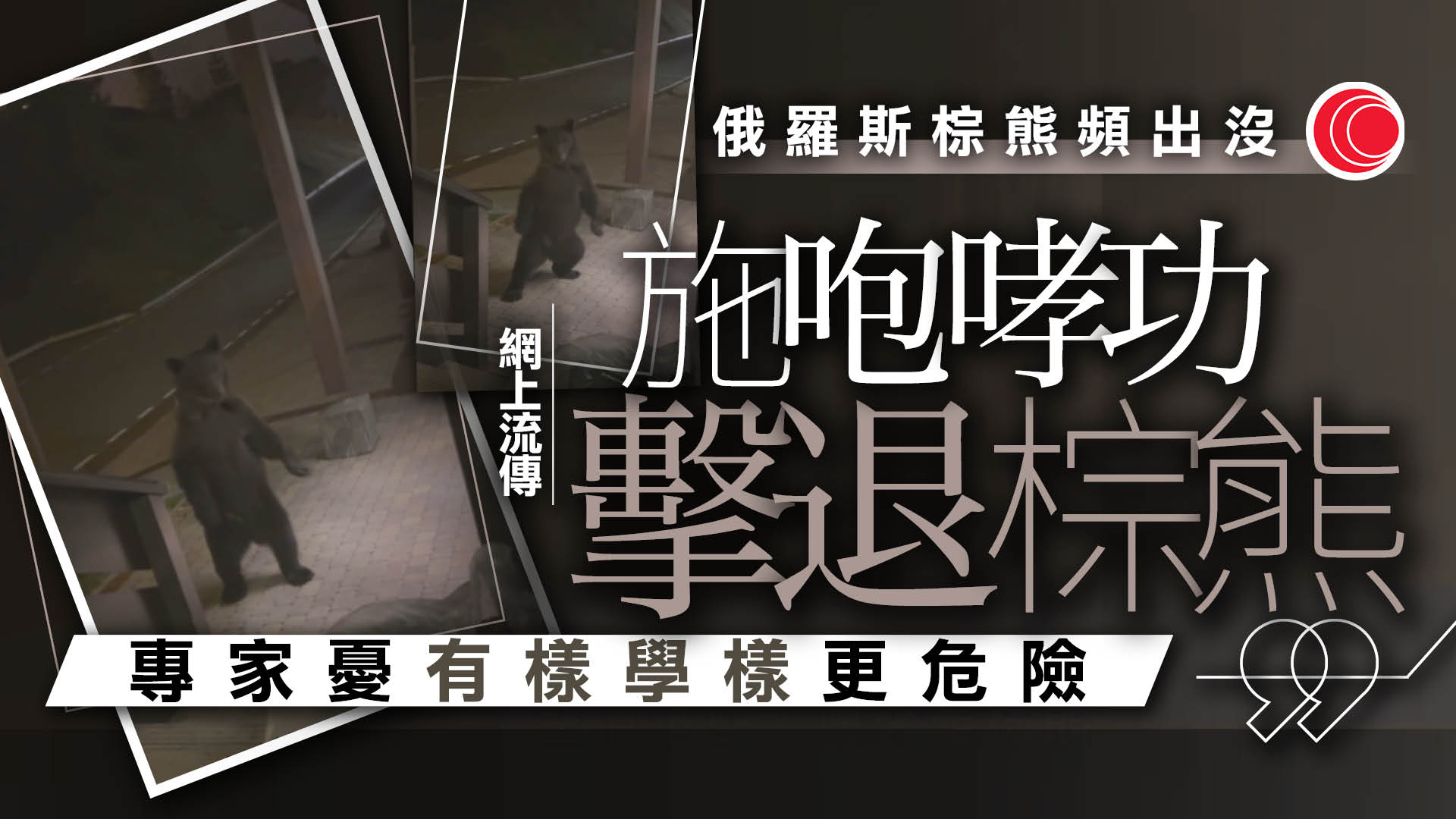 俄羅斯索契景區棕熊頻闖入　傳施「咆哮功」可嚇退　專家提醒亂叫或觸怒棕熊