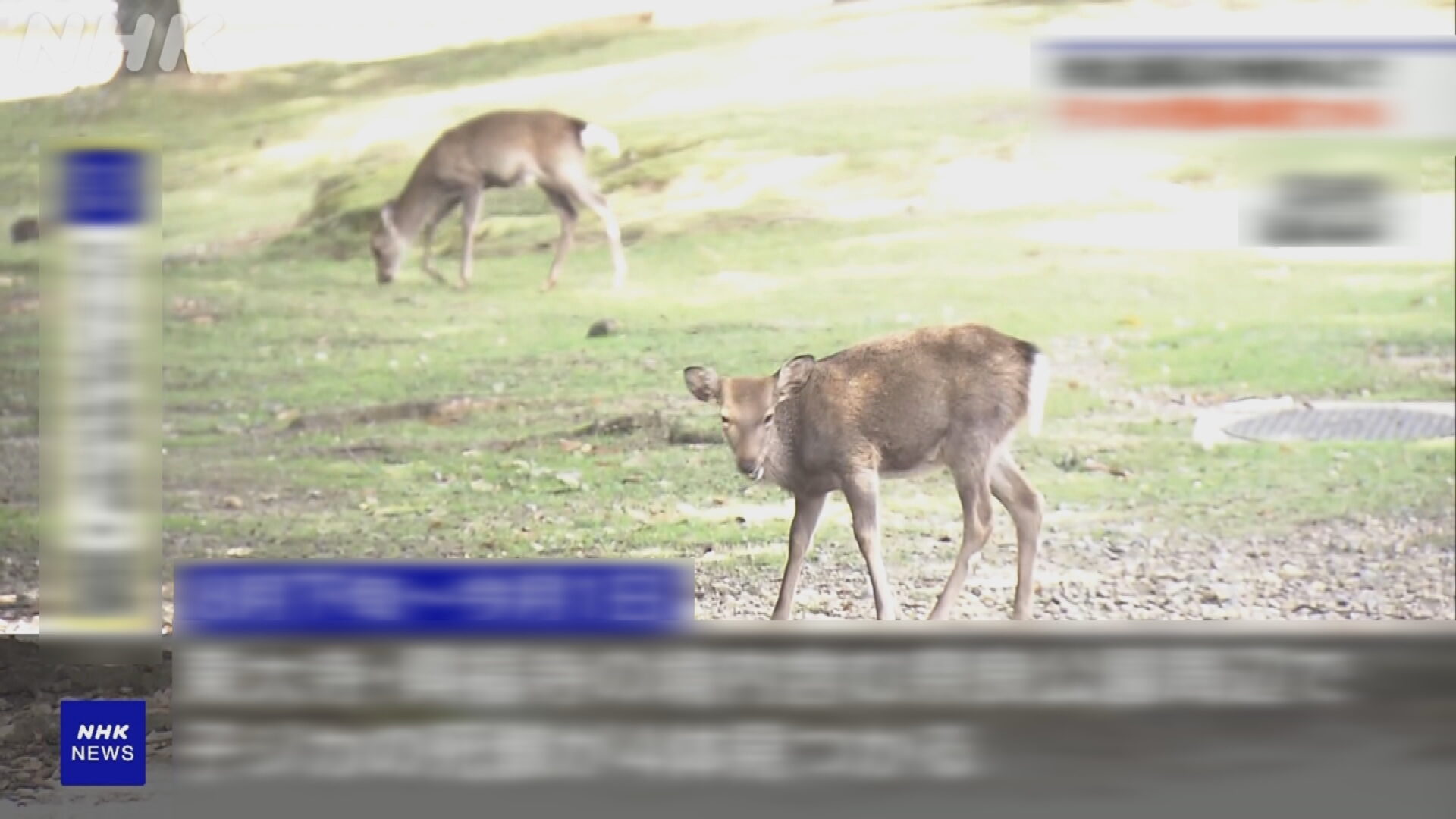 日本奈良公園現4幼鹿屍體、殘缺不全　疑遭人虐殺