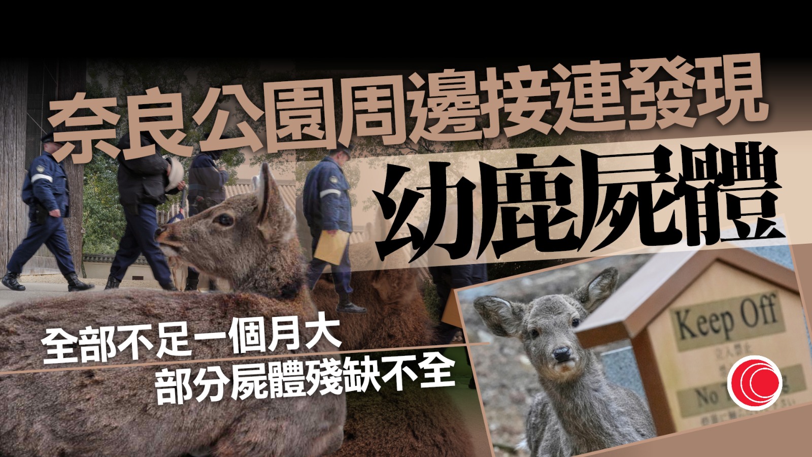 日本奈良公園現4幼鹿屍體、殘缺不全　疑遭人虐殺