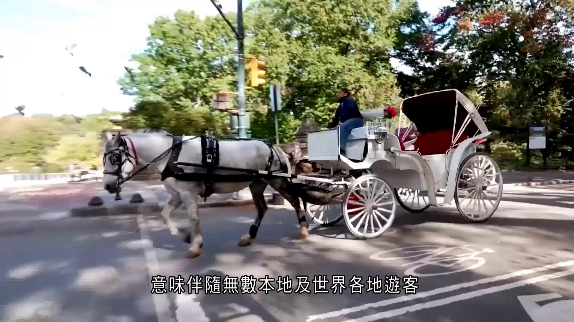 紐約中央公園觀光馬車2028年中禁營運　馬匹去向及馬扶失業問題惹關注